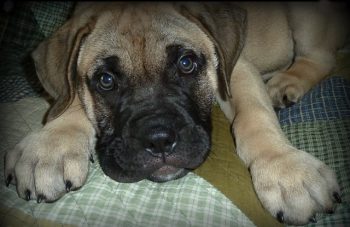 Los videojuegos ayudan a los perros a mantenerse activos mentalmente