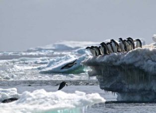 Hallan más de 1,5 millones de pingüinos adelaida en el océano Antártico