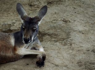 canguro