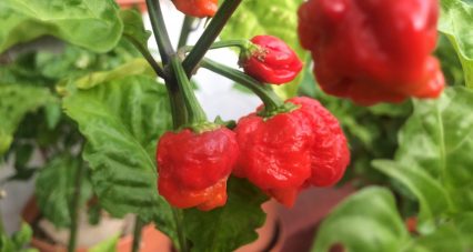 Si tiene planeado participar en un concurso de comer ají picante, debería pensárselo dos veces, alertan los médicos.