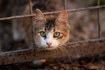 Expulsan a dos futbolistas venezolanos por maltratar a un gato