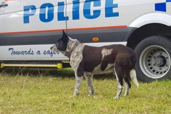 Un perro
