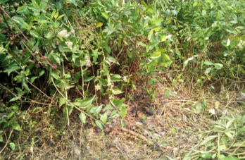 plantación de coca