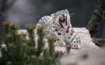 Leopardo
