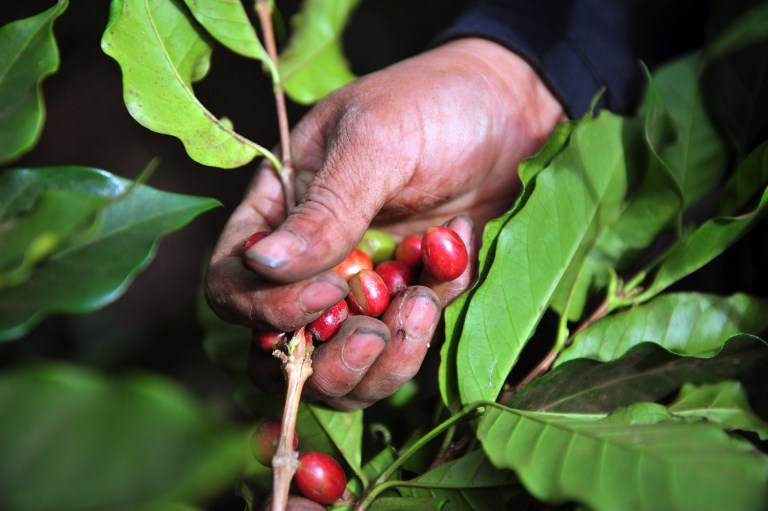 No hay condiciones adecuadas para cortadores de café