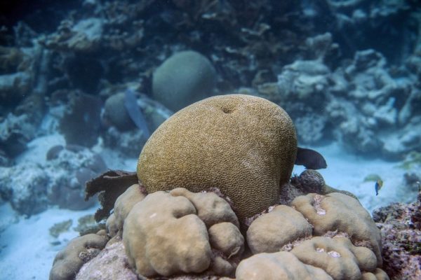 arrecife de coral