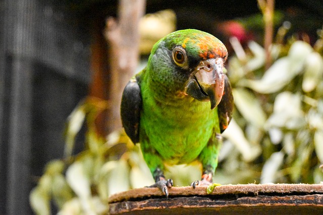 Próxima semana devolverán de dinero por registros de aves silvestres en Honduras