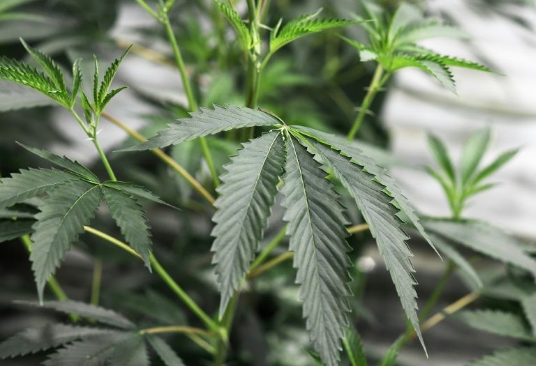 plantas de marihuana