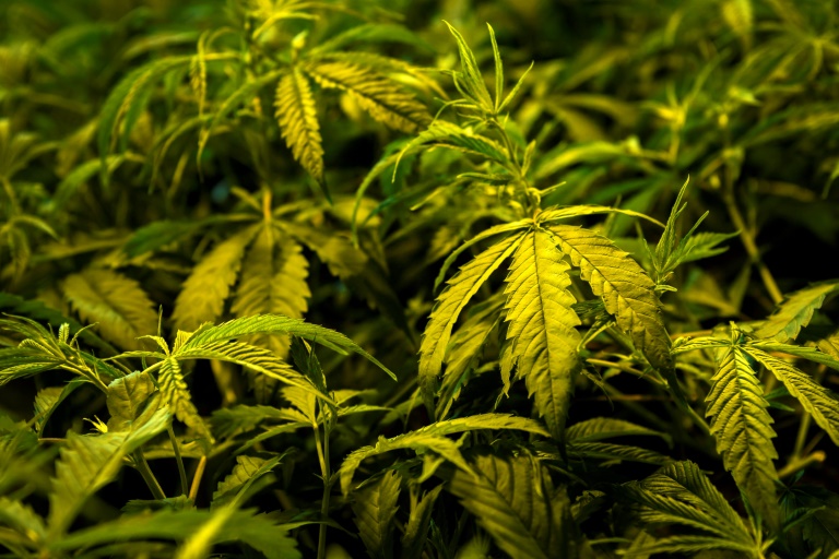 EEUU aprueba primer medicamento derivado de la marihuana