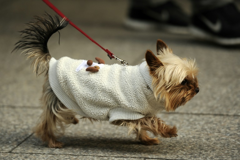 Corte brasileña concede derecho de visita de un hombre a su mascota