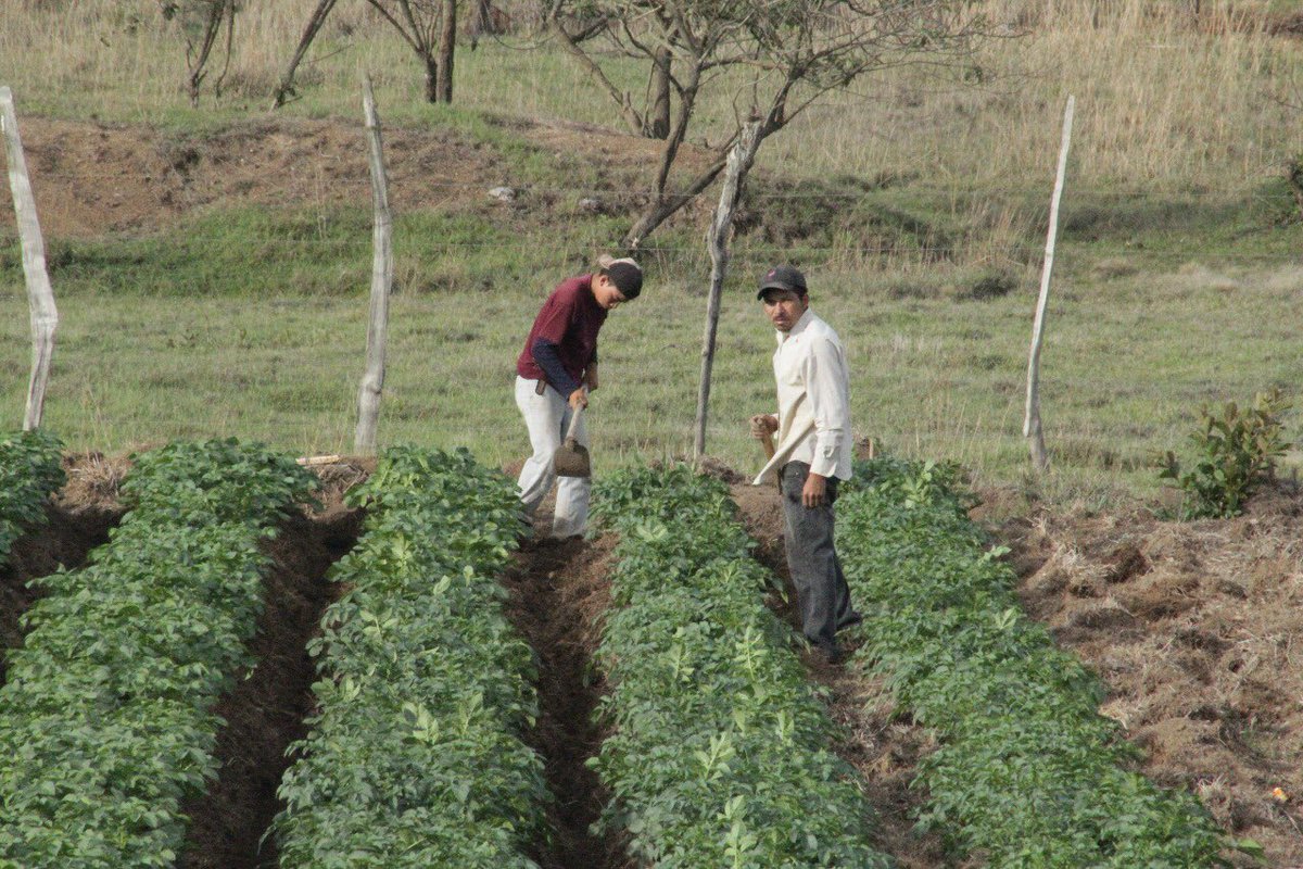 EEUU dona $16 millones para beneficiar a miles de productores hondureños