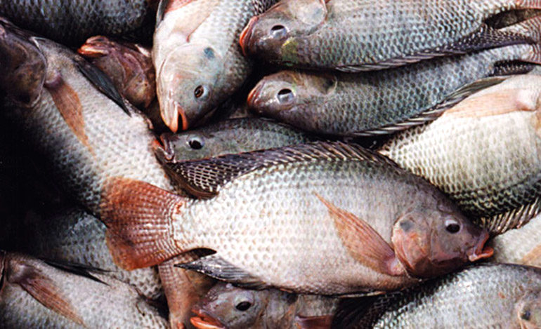 SAG desarrolla estrategia para agregar a productores independientes de tilapia a la gran industria