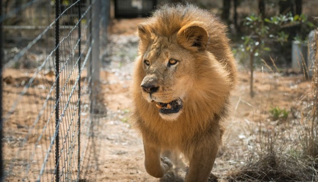 Tres cazadores son devorados por una manada de leones en Sudáfrica