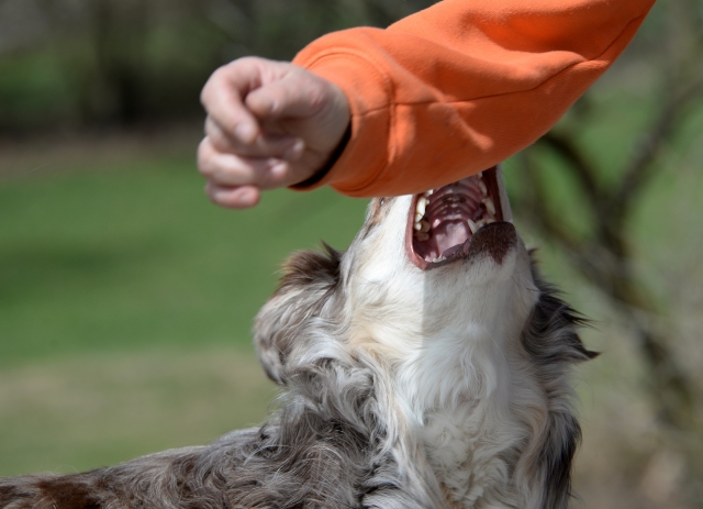mordeduras de perro