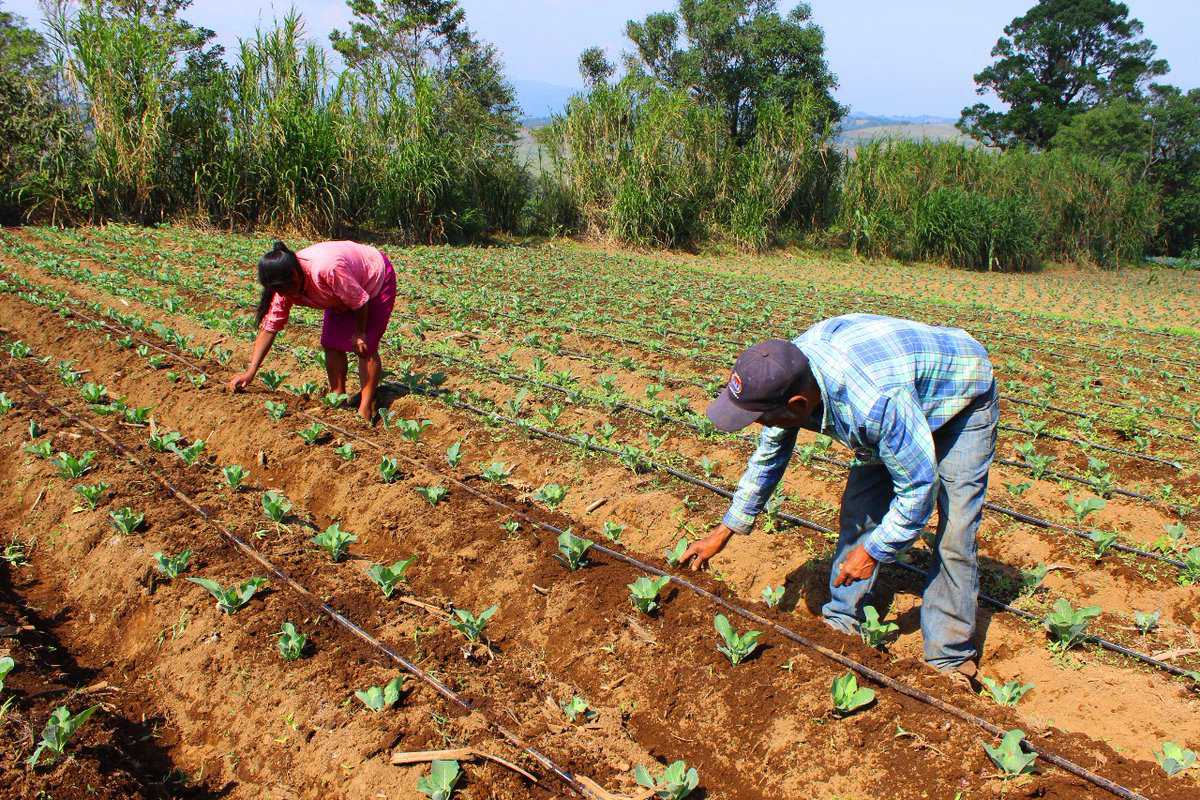 SAG se reunirá con CNBS para solventar problemas del financiamiento a productores agrícolas