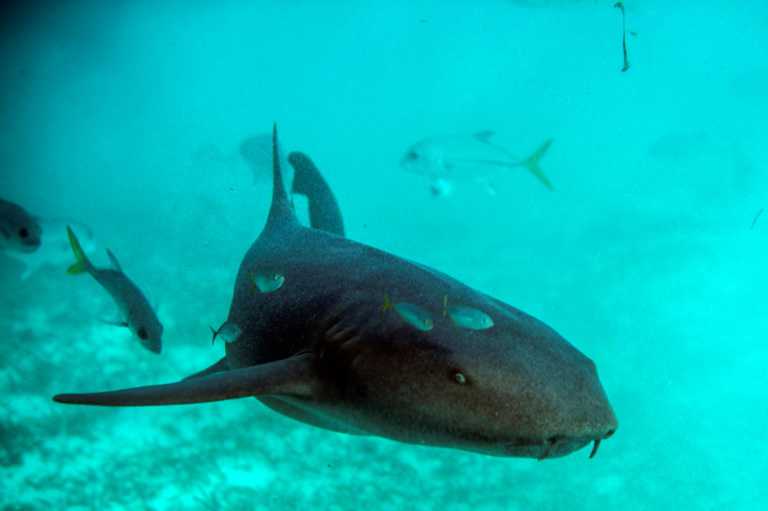 Un tiburón da un gran susto a una mujer que intentaba darle de comer