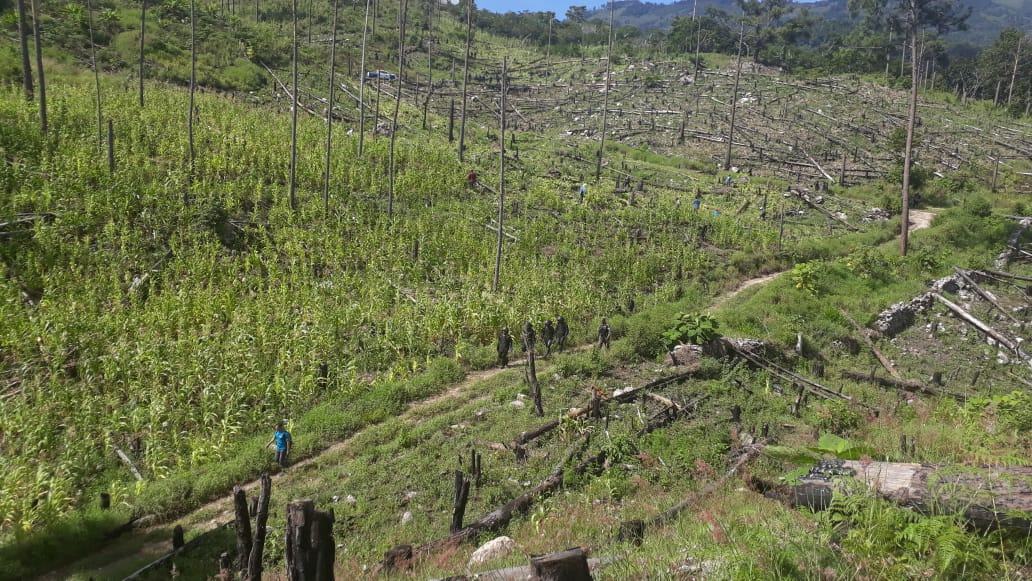 Diputados de Libre solicitan al Congreso declarar una veda forestal ante la tala "indiscriminada" del bosque