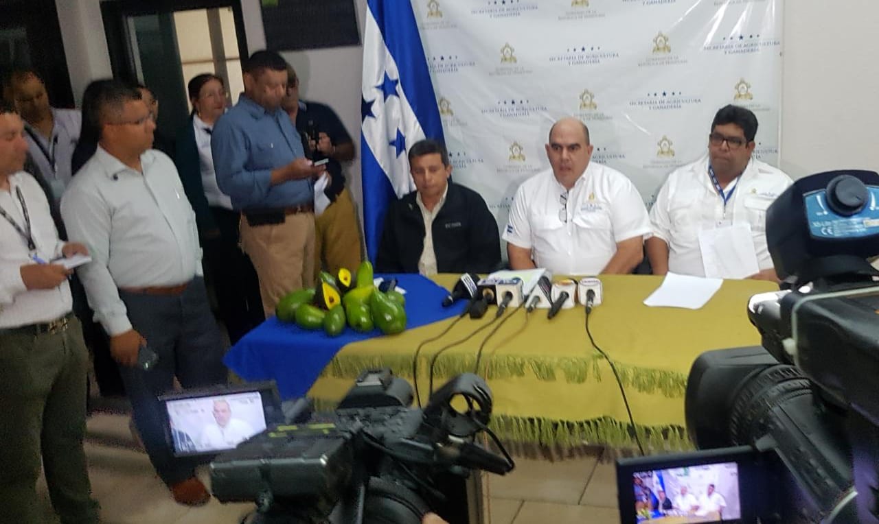 Gobierno lanza programa para incrementar producción y exportación de aguacate