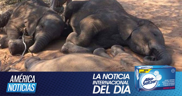Cazadores furtivos matan a casi 100 elefantes en Botsuana