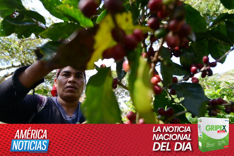 Sancionados decretos para favorecer a 120 mil familias hondureñas productoras de café