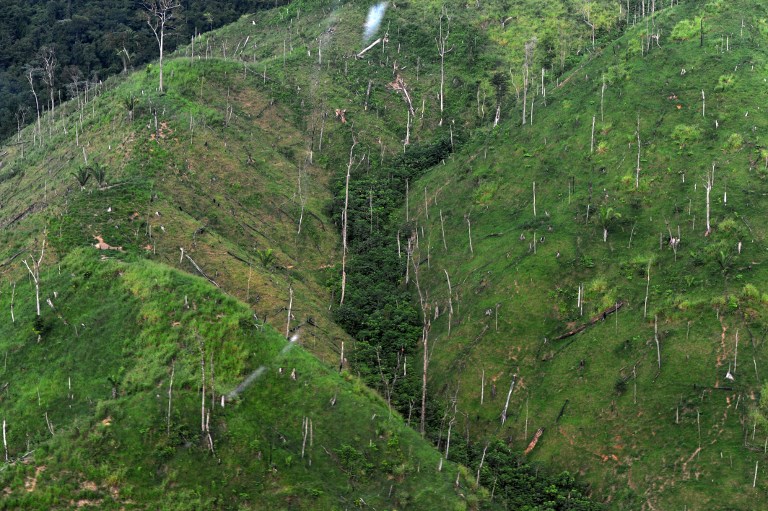Ambientalista hondureño denuncia "despiadada" tala del bosque en Biósfera Río Plátano, y reservas Patuca y Tawahka
