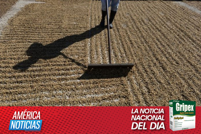 Honduras exportó 9,4 millones de sacos de café este año
