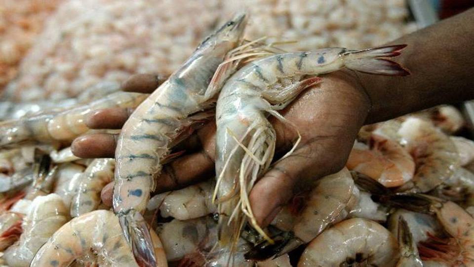 Honduras recupera el mercado mexicano para la exportación de camarón