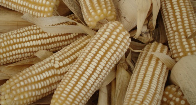 Industrial garantiza abastecimiento, calidad y precios del arroz y maíz en este año