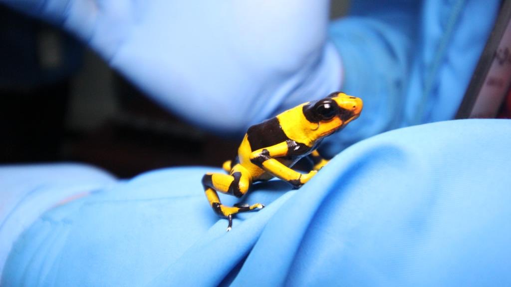 Detienen en Bogotá a hombre con 424 ranas venenosas que planeaba sacar a Brasil