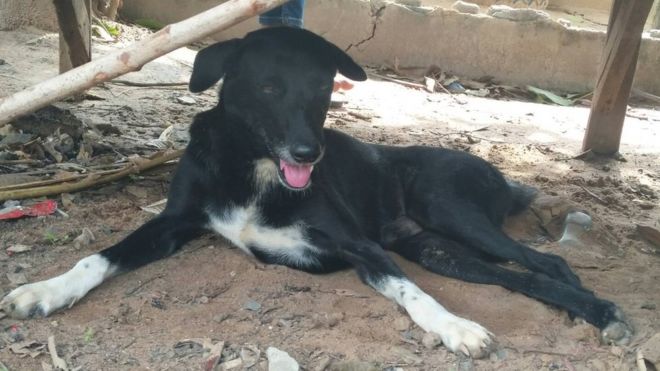 Ping Pong, un perro salva a un bebé enterrado en el campo en Tailandia