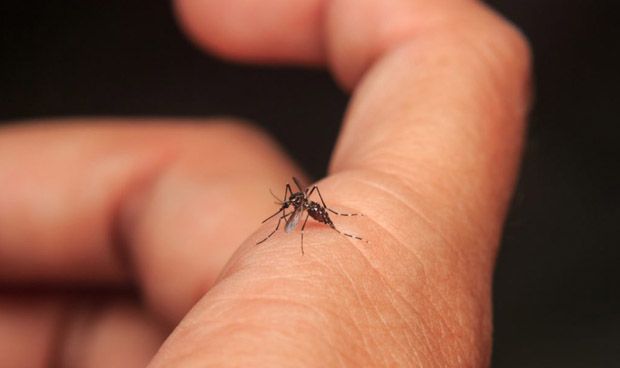 Ascienden a 24 las víctimas mortales por dengue en Honduras
