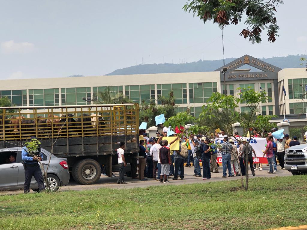 Insólito: Empleados llevan vacas para protestar en tribunales sampedranos por supuesto cierre de empacadora