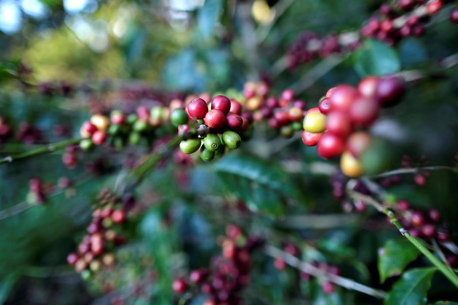 Honduras mostrará al mundo calidad de su café en subasta internacional