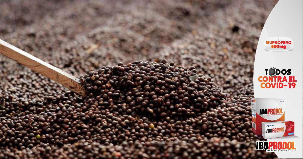 Sector cafetalero hondureño proyecta más de 900 millones de dólares en exportaciones este año