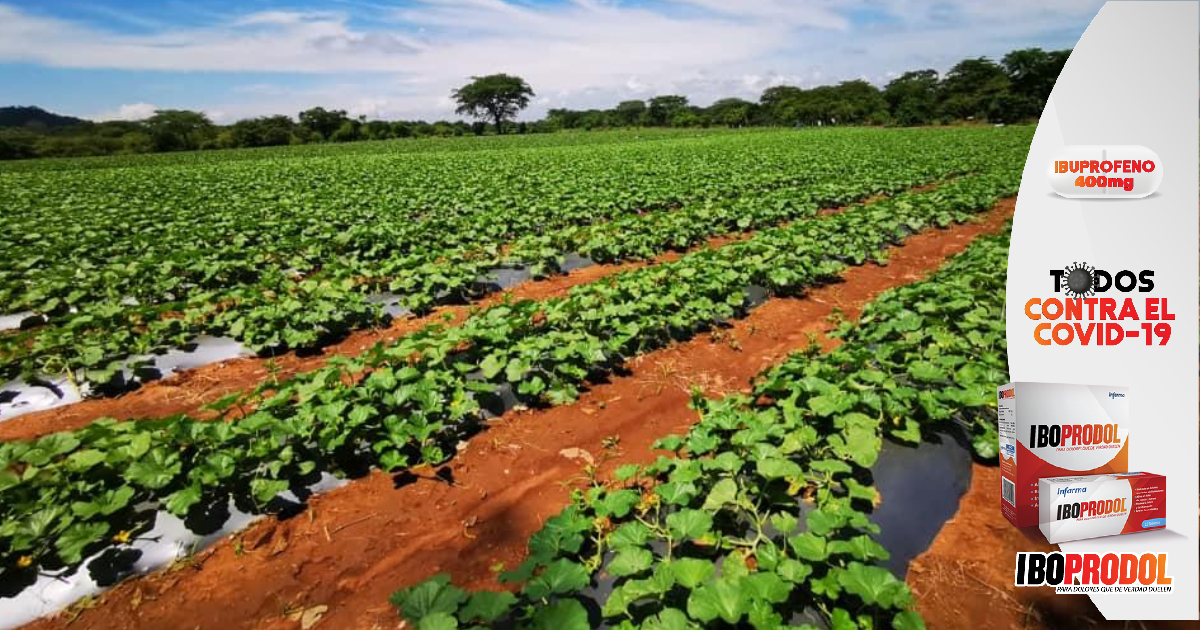 Gobierno destaca desarrollo agrícola alcanzado en región sur de Honduras