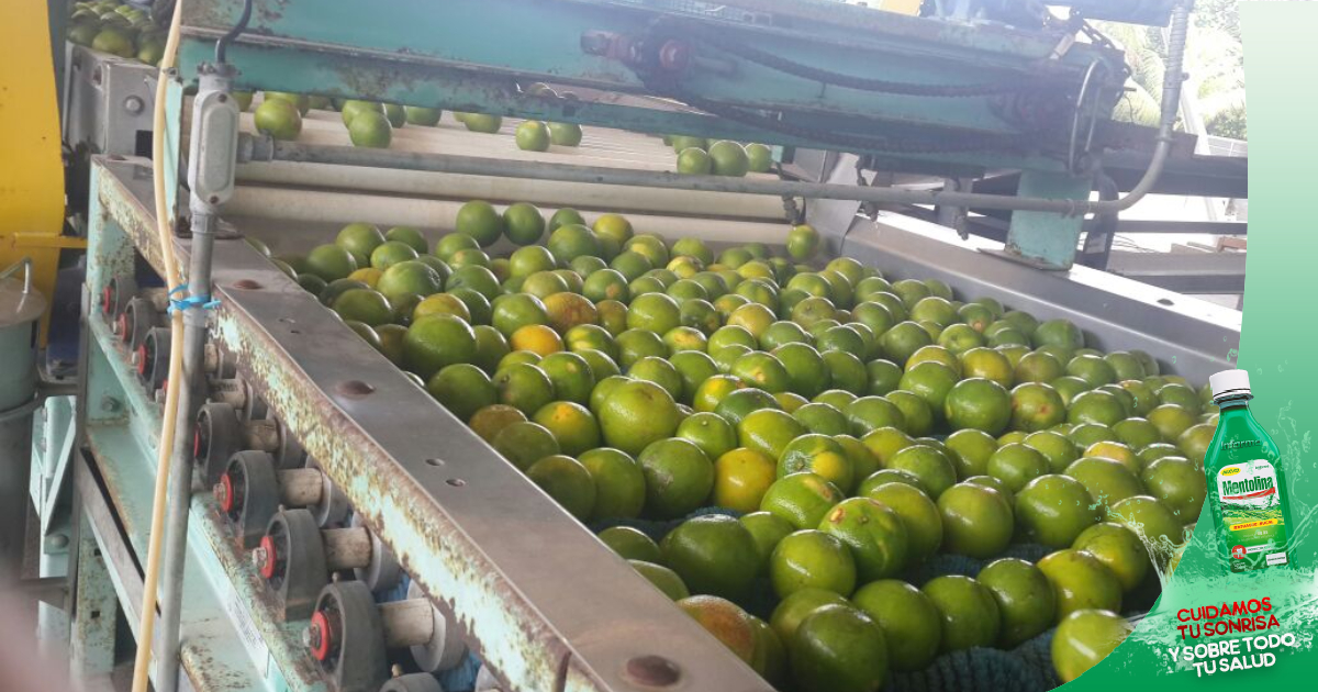 Exportaciones de cítricos en Honduras caen en un 70%, por colapso del mercado