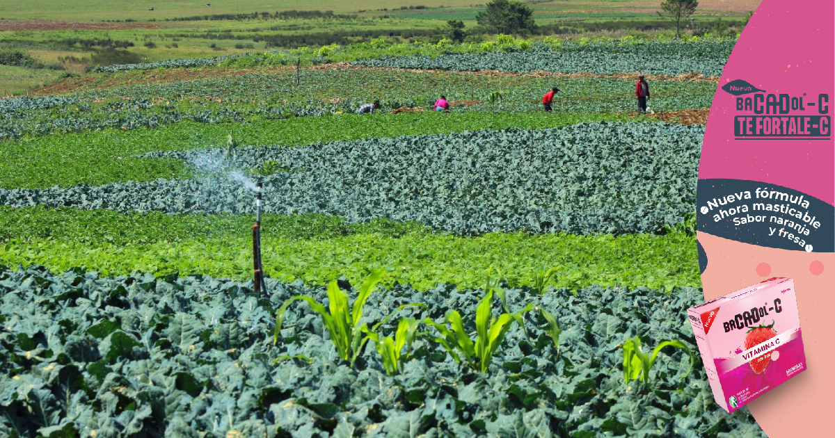 IICA impulsa mejoras en inocuidad de alimentos en Honduras y Belice
