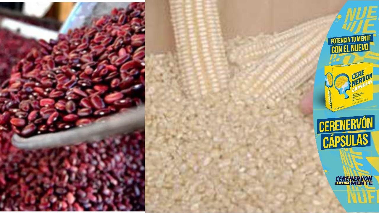 Productores de Lempira proyectan producir más del millón de quintales de maíz y frijol