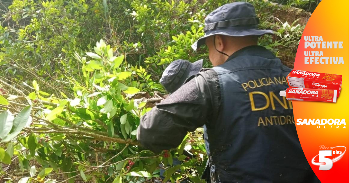 Policías encuentran 87 mil arbustos de hoja de coca en Iriona, Colón