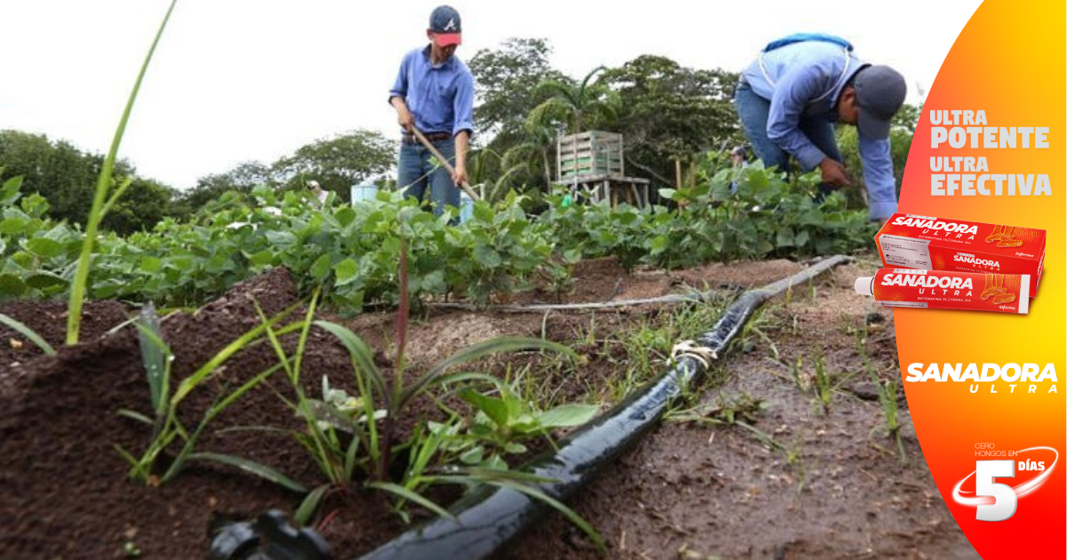 Congreso autoriza a Banadesa proceder a readecuación de fondos destinados al financiamiento del Sector Agropecuario