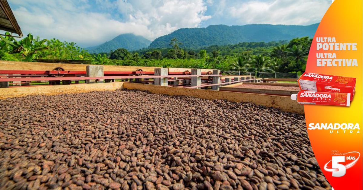 Proyecto prepara a jóvenes para liderar el futuro del cacao de Honduras y demás países de Centroamérica