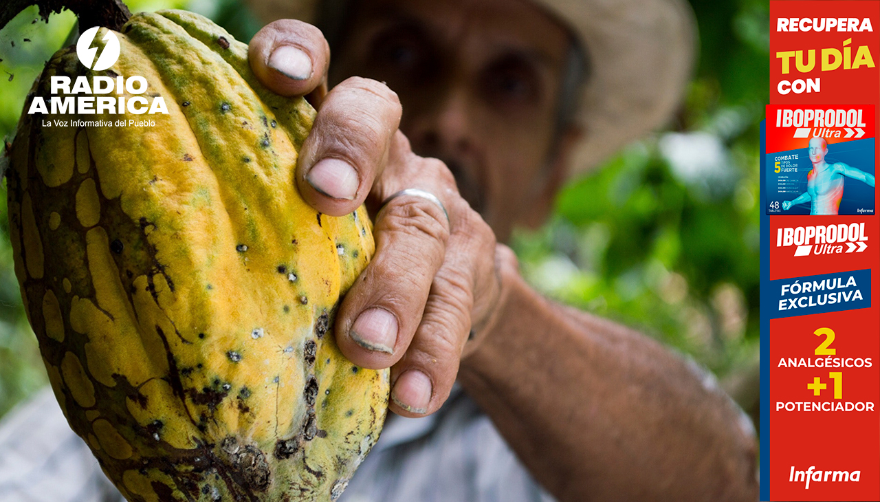 Agricultores de Honduras y demás países de Centroamérica aumentan productividad con cultivo sostenible de cacao