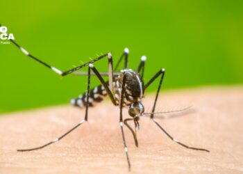 La OMS eleva a alto el riesgo de expansión global del dengue, con 5.000 muertes en 2023