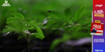 EE.UU. registra por primera vez más consumidores diarios de cannabis que de alcohol