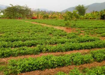 Estudian impacto del modelo de migración circular de hondureños en sector agrícola español
