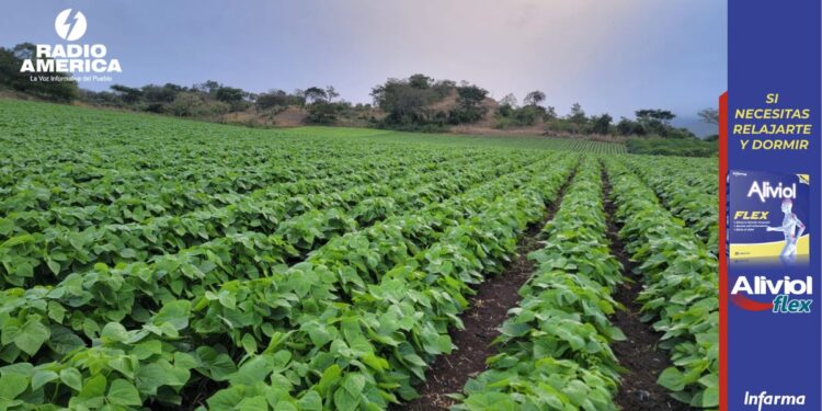 Productores receptores del BTP serán capacitados en el sistema Quesungual