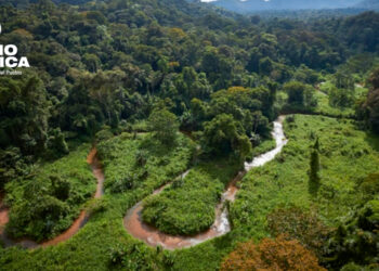 Bosques Honduras_radioamérica jpg
