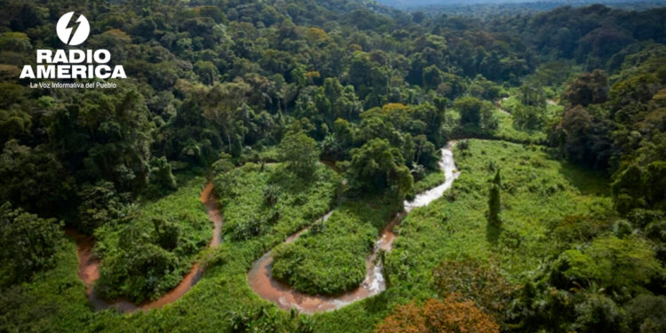 Bosques Honduras_radioamérica jpg