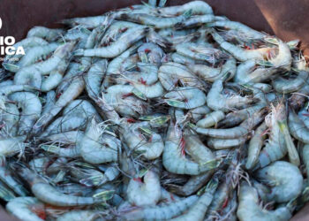 Camarones_radioamérica jpg