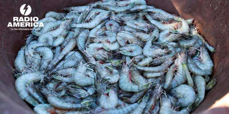 Camarones_radioamérica jpg